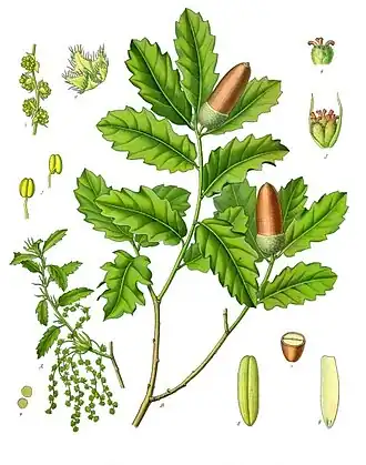 Quercus lusitanica