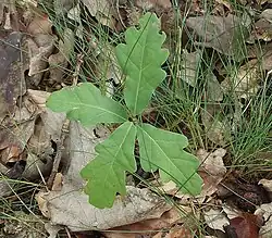 Zomereik (Quercus robur) (een tweezaadloggige)