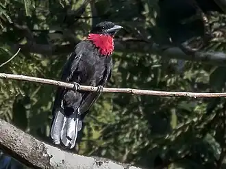 Purperkeelvruchtenkraai