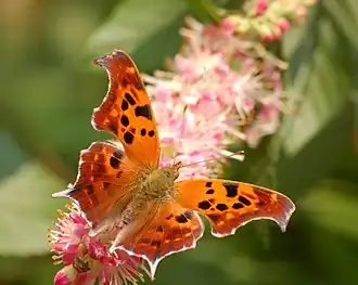 Polygonia interrogationis
