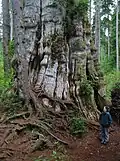 Lake Quinault Redcedar