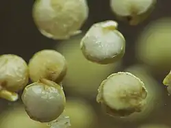 close-up van enkele vruchten