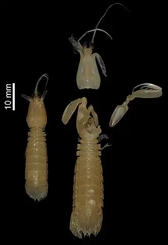 Quollastria subtilis