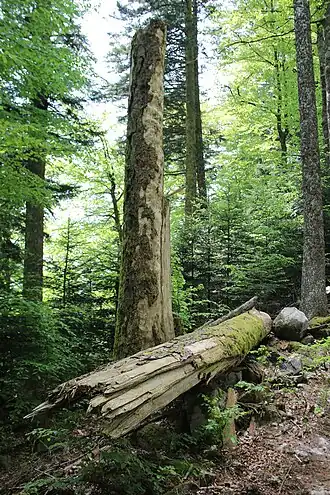 Nationaal natuurreservaat Massif du Grand Ventron