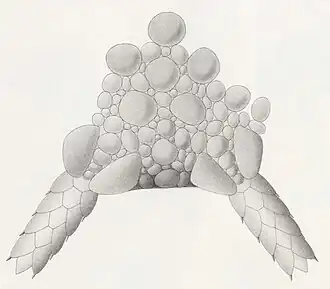 Ophioplinthus frigida