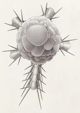 Ophiocten megaloplax