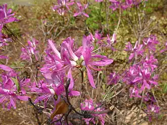 R. canadense werd oorspronkelijk als een apart geslacht Rhodora beschouwd.