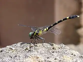 Melligomphus viridicostus
