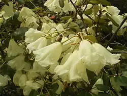 De cultivar 'Moonstone' ontstond in 1933 uit de kruising van R. williamsianum x R. campylocarpum. (foto genomen in Trompenburg Tuinen & Arboretum)
