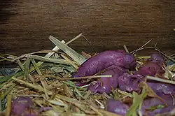 Pasgeboren konijnenjongen