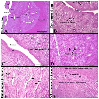 Baarmoeder van het konijn na 18 dagen met schijnzwangerschap