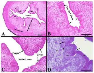 Konijnenbaarmoeder na 3-7 dagen schijnzwangerschap. Uterine lumen=baarmoederholte. Crypt=baarmoederslijmvliesklier