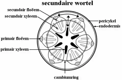 centrale cilinder, secundaire diktegroei.