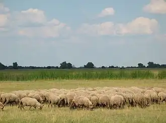 Nationaal park Hortobágy