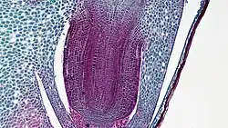 Worteltje van mais met wortelmutsje en coleorhiza