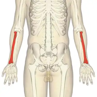 Locatie van het spaakbeen (aangegeven in rood)