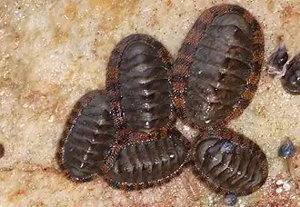 Radsia nigrovirescens