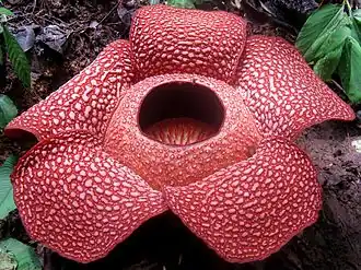 Rafflesia arnoldii parasiet met de grootste solitaire bloem onder de bloemplanten
