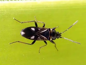 Raglius alboacuminatus