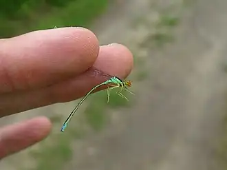 Enallagma antennatum