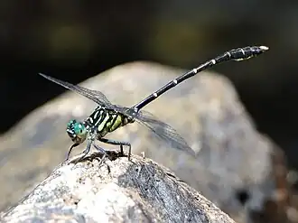 Hemigomphus theischingeri