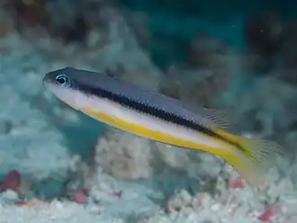 Pseudochromis ammeri