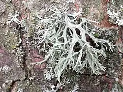 Melig takmos (Ramalina farinacea)