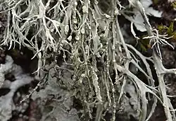 Een exemplaar met apotheciën.