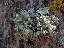 Ramalina fastigiata een korstmos (trompettakmos)