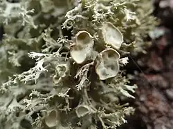 Trompettakmos (Ramalina fastigiata)
