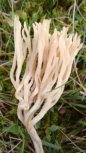 Ramariopsis tenuiramosa