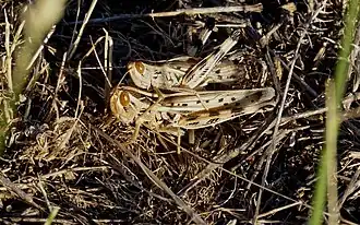 Ramburiella turcomana