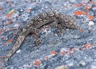 Ramigekko swartbergensis