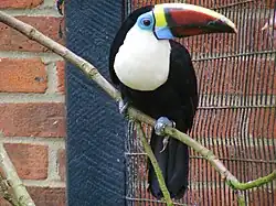 Ramphastos tucanus inca