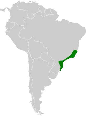 Zaagsnavelheremietkolibrie