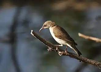 Bruin-witte honingeter