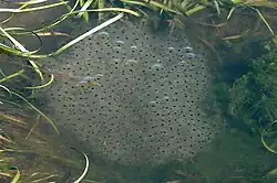 Eierklomp van de bruine kikker