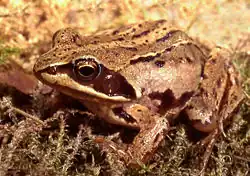 Heikikker: korte spitse snuit, vaak lichte rugstreep, kleiner formaat