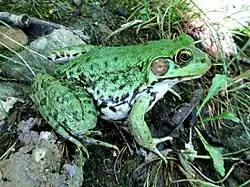 Lithobates clamitans melanota