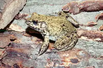 Lithobates heckscheri