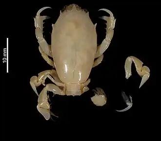 Raninoides crosnieri