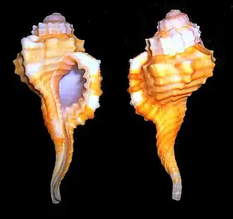 Ranularia sarcostoma