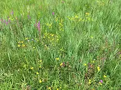 Subassociatie met blauwe zegge