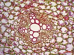 Vaatbundel van een boterbloem gekleurd met safranine