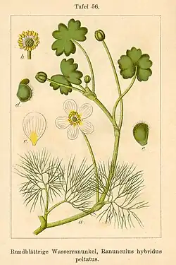 Illustratie door Jacob Sturm