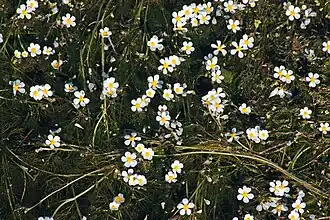 Penseelbladige waterranonkel