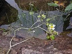 Stengel met bladeren