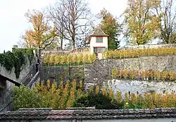 Tuinwijngaard. In een beschutte tuin kan een wijngaard prima gedijen. Op een warme zomerdag kan de temperatuur hoog oplopen. Voorbeeld: Rapperswil in Zwitserland.
