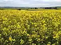 Koolzaadveld bij Polch