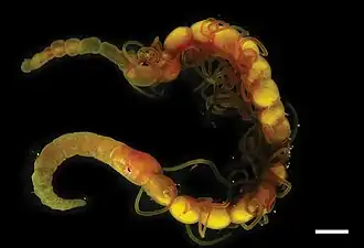 Raricirrus maculatus